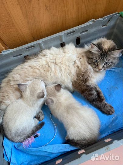 Котята Девочки