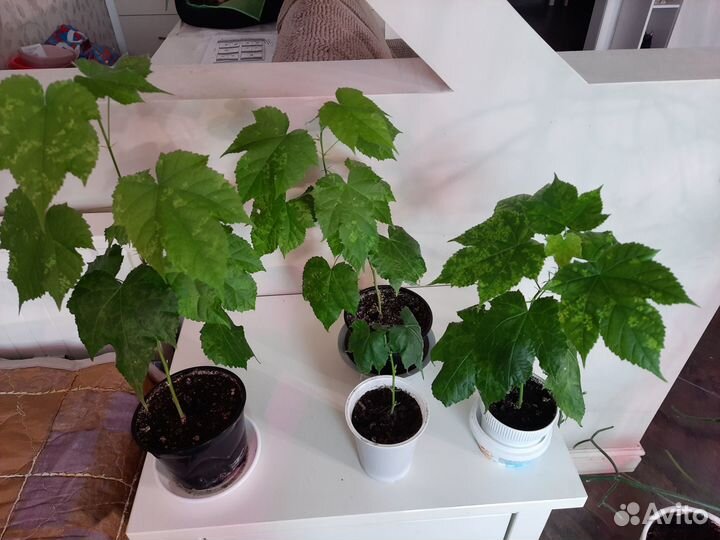 Клен комнатный абутилон