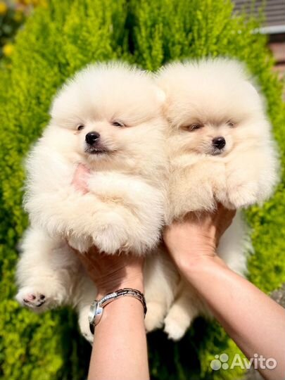 Померанский шпиц