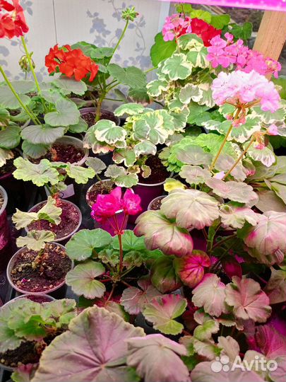 Черенки пеларгонии