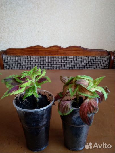 Комнатные растения