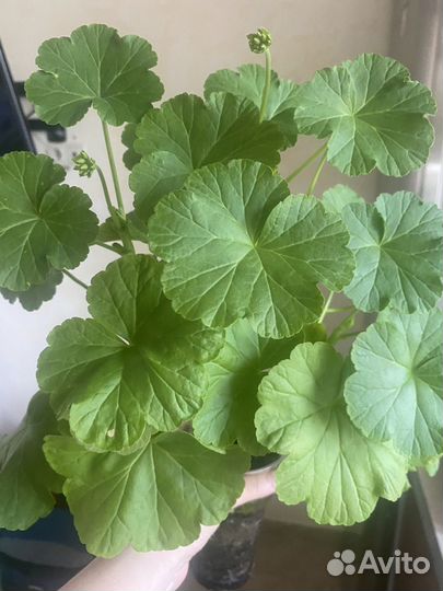 Пеларгония герань розебудная