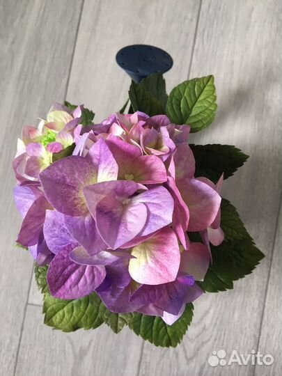 Гортензия из фоамирана