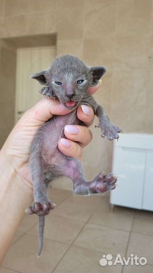 Ориентальные котята