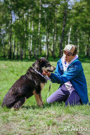 Собаку бросили в приюте