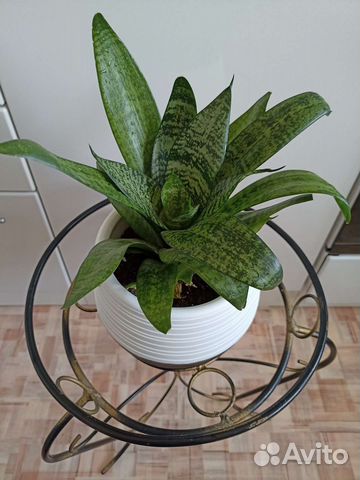 Комнатный цветок Сансевиерия