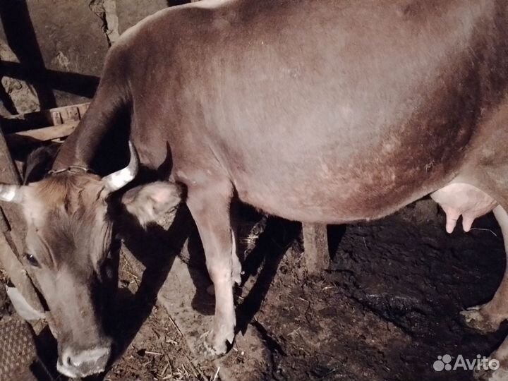 Корова дойная с теленком бычок,корова швиц