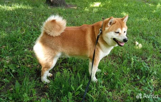 Вязка