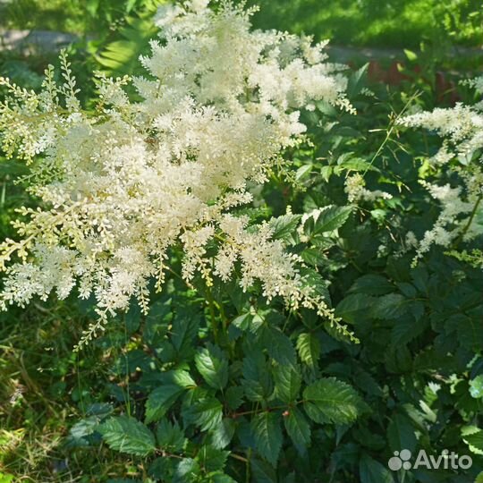 Многолетники для вашего сада