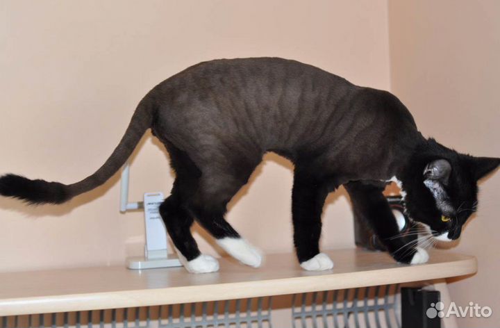 Грумер выезд на дом