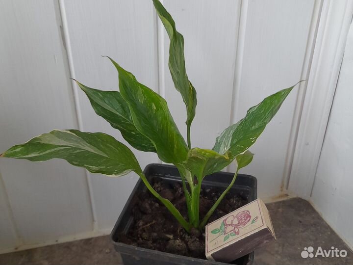 Спатифиллум Джемини