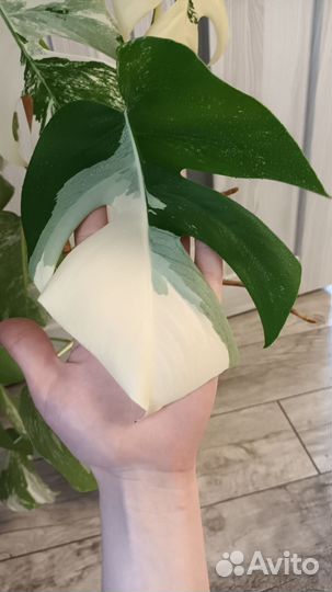 Монстера альба