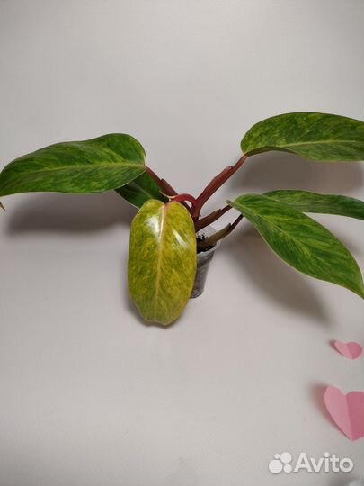 Филодендроны