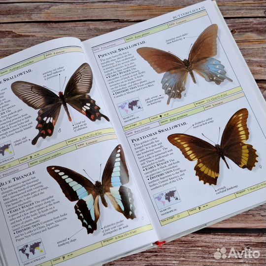 Butterflies and Moths