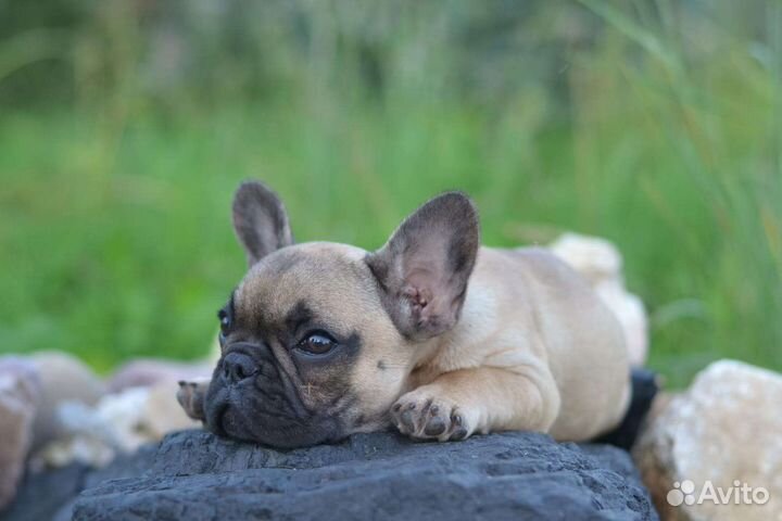 Французский бульдог мини девочка