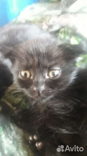 Кошка