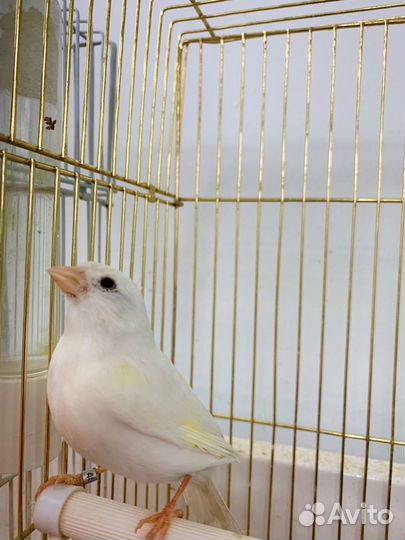 Кенара и канарейки