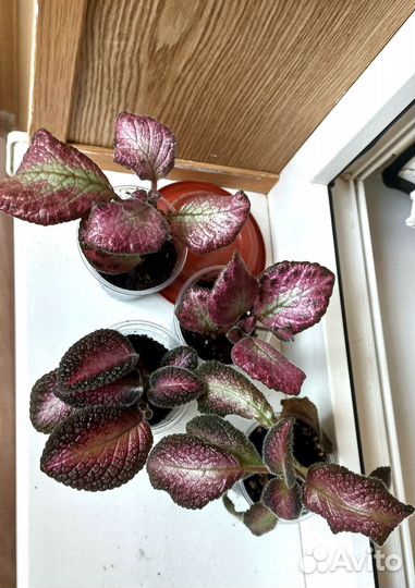 Эписция сортовая