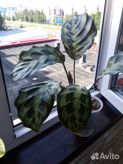 Келен Хеннеди-калатея