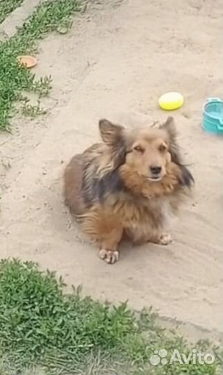 Потерялась собака