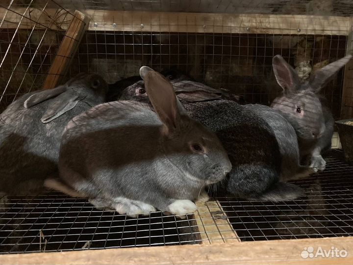 Кролики живьем и мясом