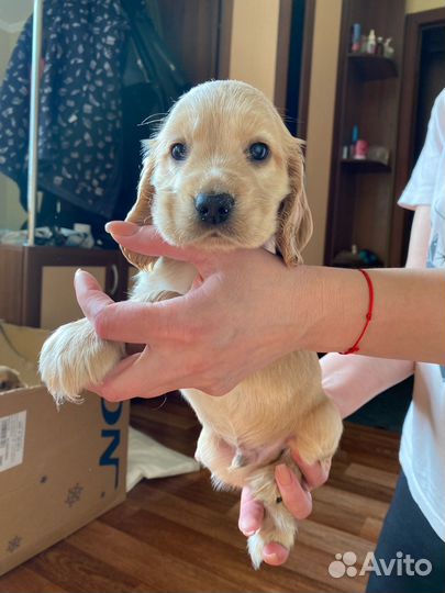 Продажа собак щенков