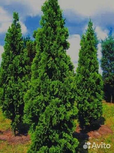 Туя спиралис