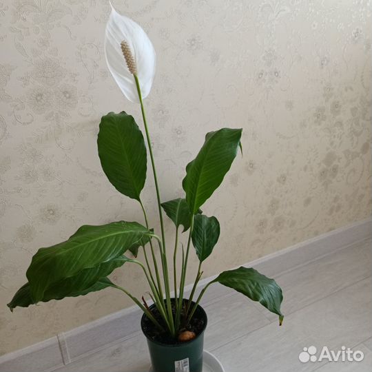 Женское счастье (Спатифиллум)