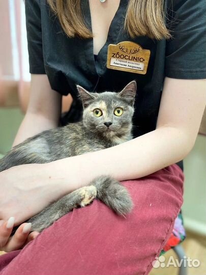 Кошечка Леся