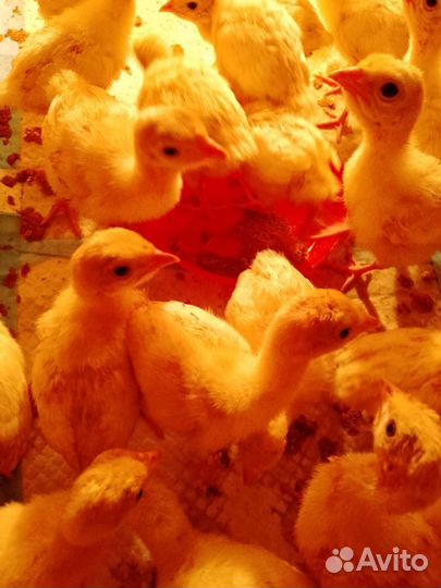 Индюшата, индюшки, индюки