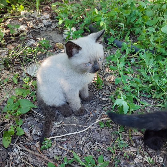 Отдам в добрые руки