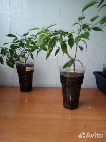 Фикус Бенджамина