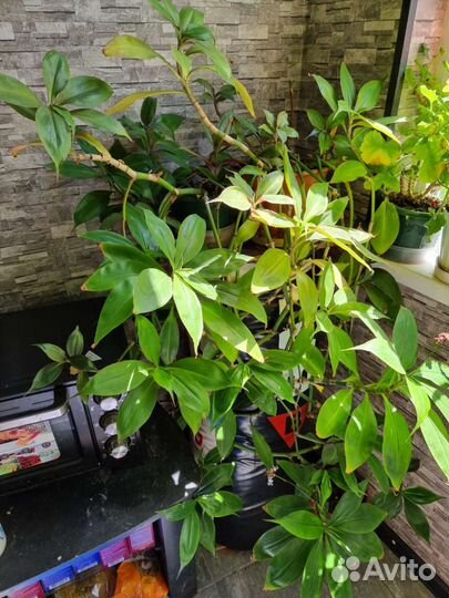 Комнатные цветы