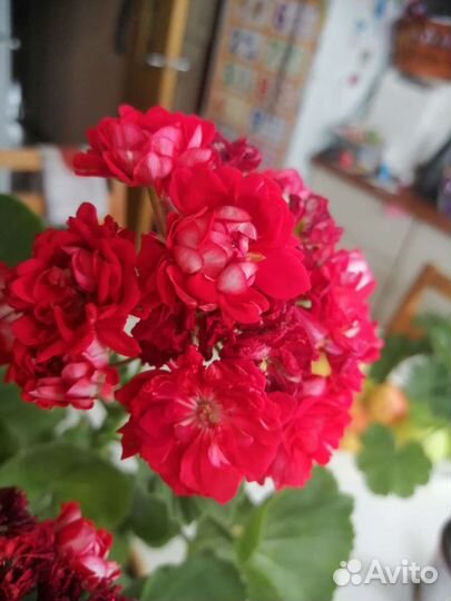 Сортрвая пеларгония Norrlan