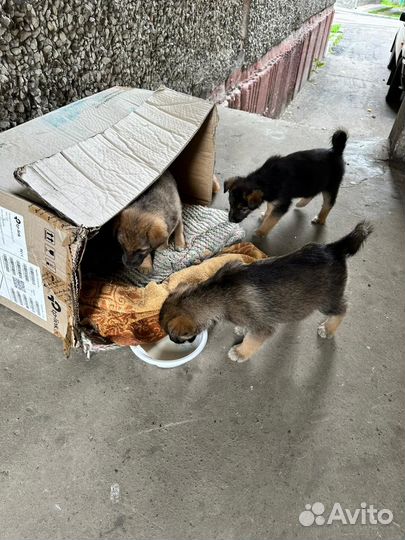 Подкидыши ищут дом