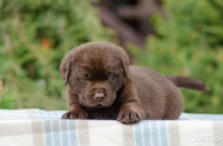 Продам щенков лабрадора