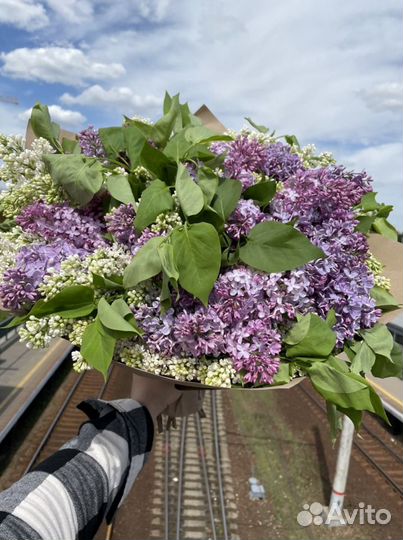 Сирень 11 15 25 31 35 51 55 с доставкой