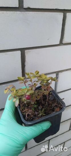 Саженцы ирги, брусники, голубики