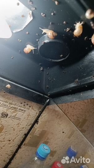 Улитки ахатины