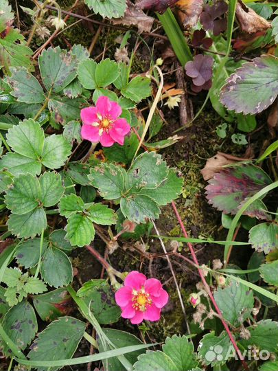 Земляника клубника декоративная