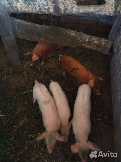 Поросенок смесь ландраса и дюрка