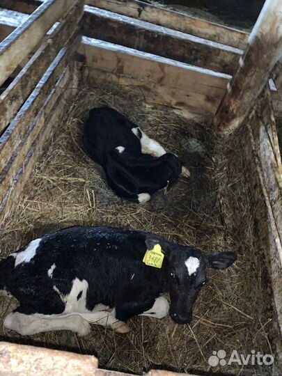 Крс бычки мясо-молочного направления