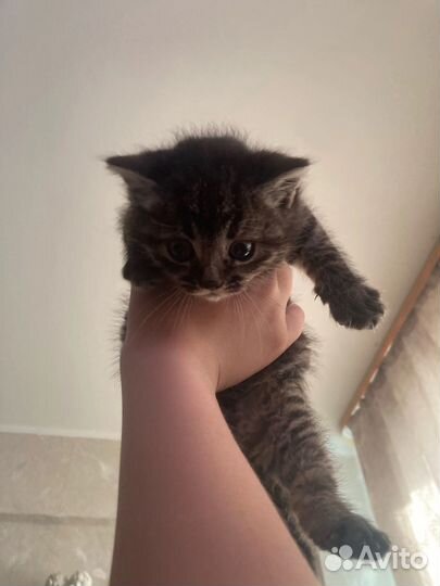 Котенок