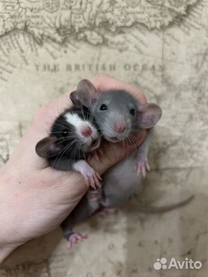 Крысята Дамбо большой выбор.Клетки