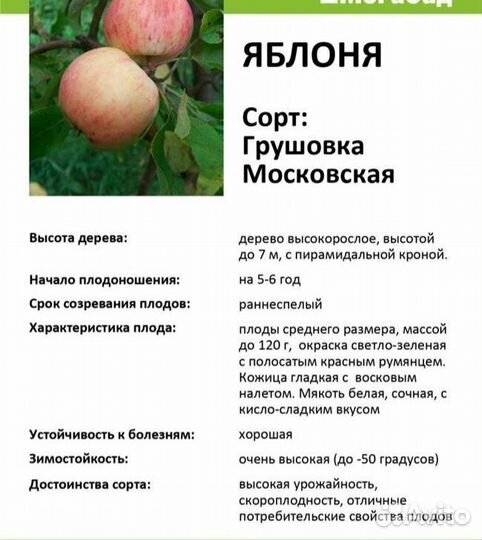 Саженцы груш, яблонь