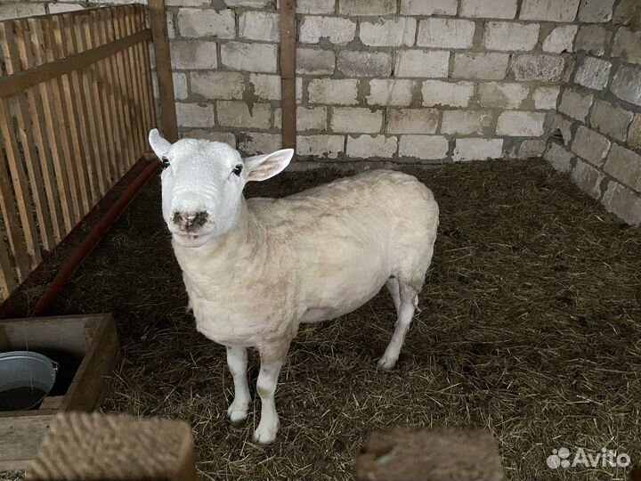 Баран ташлинский тексель