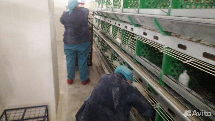 Разнорабочие с ежедневной оплатой