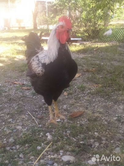 Куры петухи