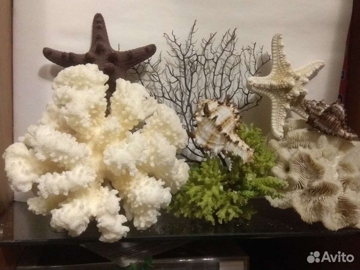 Коралл поциллопора