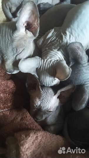 Канадский сфинкс котенок
